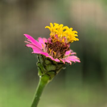 Pink zinnia showcases bright yellow center