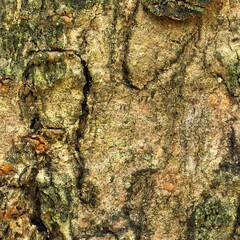 Textured tree bark earthy tones and dark crevices