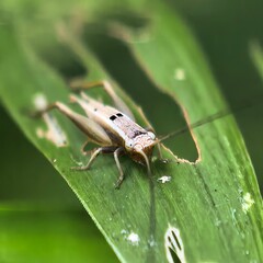 Tiny Cricket on Green Leaf