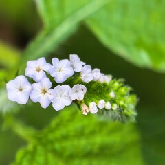 Tiny light blossoms amidst verdant foliage