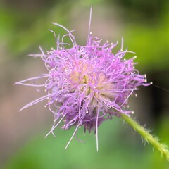 Unique purple flower with radiating filaments