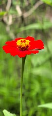 Vibrant crimson flower against verdant backdrop