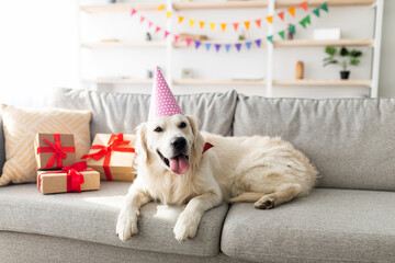 Obraz premium A cheerful golden retriever wearing a party hat relaxes on a couch surrounded by colorful decorations and neatly wrapped gifts, celebrating a special occasion indoors.