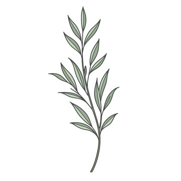 Minimalist botanical vector illustration of a leafy plant sprig. Elegant flat outline design of a green branch isolated on a clean white background
