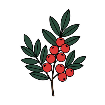 A simple and elegant vector illustration of a winterberry branch with bright red berries and dark green leaves, isolated on a white background