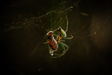 Spider spinning a cocoon