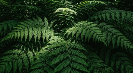 Lush Green Ferns in a Shaded Tropical Forest, Capturing Vibrant Foliage and Natural Patterns