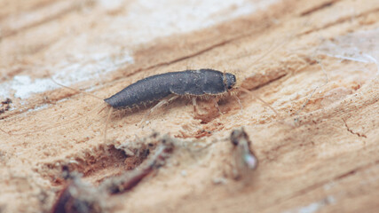 Silverfish insect crawling on damaged wood surface