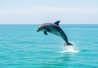 Obraz premium Majestic dolphin jumping from the surface of bright aquamarine ocean water creating a splash.