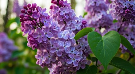 Close-up of vibrant purple lilac flowers adorned with fresh water droplets, featuring a heart-shaped green leaf in a lush spring garden setting.