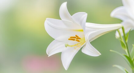 Close-up of a pristine white lily flower, highlighting its delicate petals and vibrant golden stamens, set against a soft, sun-dappled green and yellow bokeh background.