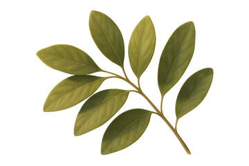 Obraz premium Green plant branch with fresh leaves on a transparent background, symbolizing nature, growth, and organic concepts