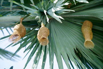 Unique Bird Nests Hanging from Palm Leaves in Tropical Landscape