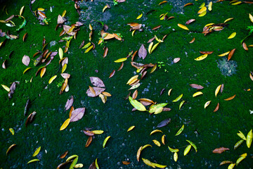 Colorful Leaves on Green Mossy Ground in Nature's Serenity