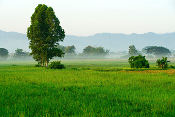 Serene Green Fields with Tree and Misty Mountains in Background