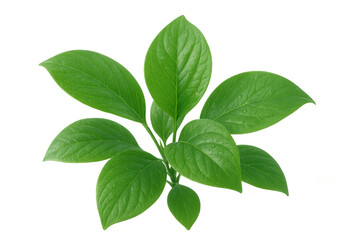 Fototapeta premium Lush green plant sprout growing, fresh vibrant leaves on transparent background symbolizing growth and nature