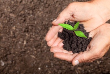 mineral fertilizers dark soil in hands