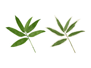 夏と冬のクマザサ　セット　水彩　イラスト