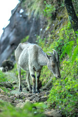 Nilgiri Tahr grazing on a rocky mountain trail in Munnar, Kerala