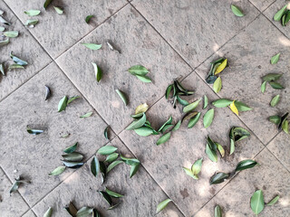 Fallen leaves scattered on tiled patio creating a natural pattern in the sunlight, evoking a sense of autumn and transience.