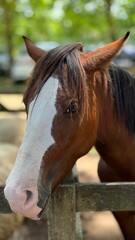 Naklejka premium A beautiful brown and white horse, isolated, on a farm.