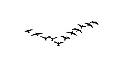 Silhouette of a flock of birds flying in a v formation against a white background in a minimalist style