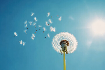 Dandelion with seeds blowing away in the wind across a clear blue sky with copy space