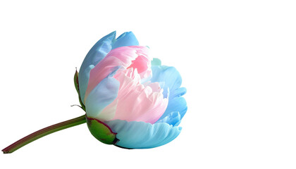 Close-up of a blue and pink blossom bud against a stark black backdrop, featuring soft light