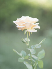 秋の薔薇をふんわり優しく撮影　神戸本山街園にて