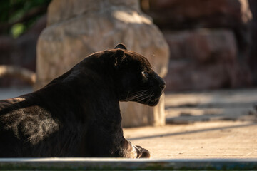 Black Jaguar caged, in sunlight