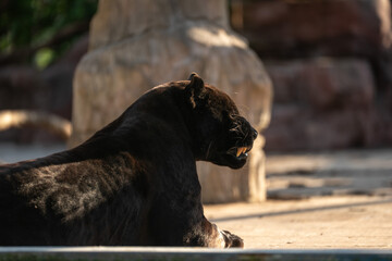 Black Jaguar caged, in sunlight