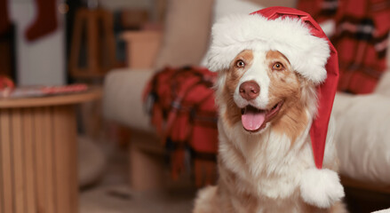 Cute Australian Shepherd dog in Santa hat at home on Christmas eve, closeup