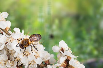 European wild Honey Bee on fresh flowers