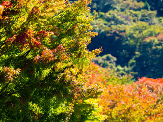 色とりどりに紅葉する美しい紅葉の木々が広がる秋の風景