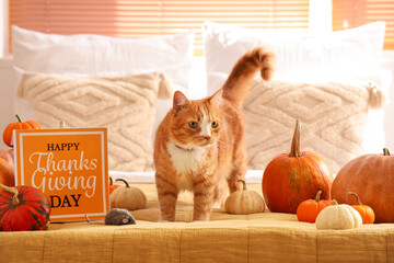 Cute cat with pumpkins and card for Thanksgiving Day in bedroom