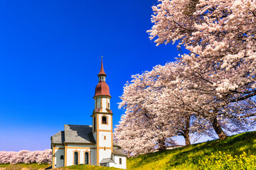 白石の一目千本桜の並木とヨーロッパ風教会合成