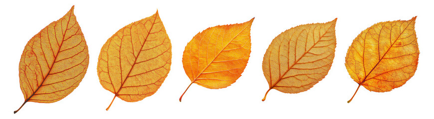 Five Golden Autumn Leaves on Transparent Background in Various Arrangements, Isolated on Transparent, white background
