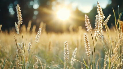 Fototapeta premium Sunlight shining through tall grass creates serene and warm atmosphere in nature
