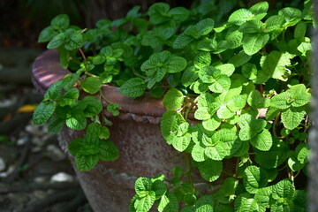 Green bushy herb with serrated oval leaves trailing from decorative terracotta pot with wavy rim, side lighting creates highlights, dark soft-focused background, potted plant display.