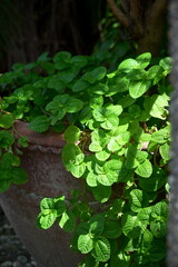 Bright green plant with heart-shaped leaves trailing from weathered terracotta pot, side lighting creates leaf highlights and pot shadows, dark blurred background, potted vine display.
