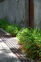 Authentic urban scene of resilient green plants thriving beside metal drainage grate and weathered concrete wall, captured in natural sunlight with shadow play.
