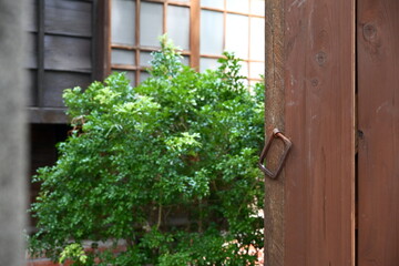 Authentic entrance featuring weathered dark brown wooden door with rusty square metal handle, dense...