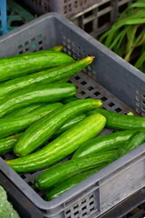 Gray plastic crate filled with bright green elongated cucumbers showing smooth skin and light longitudinal stripes, blurred green plant leaves visible behind, produce vendor display, Taiwan market.