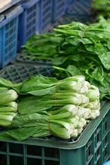 Multiple bundles of fresh bok choy (pak choi) with green leaves and light stems tied with red rubber bands in stacked dark green mesh plastic baskets, shallow depth of field, market produce display.