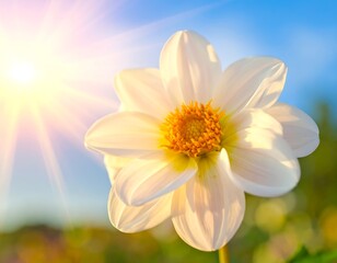 Close-up of a white flower with a yellow center, bathed in sunlight