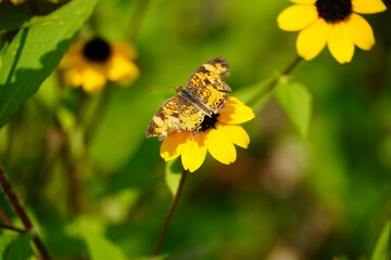 butterfly on yellow flower