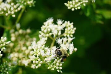 bee on flower
