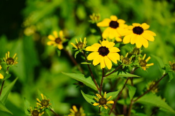 yellow flowers in field