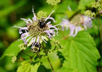 bee on a flower