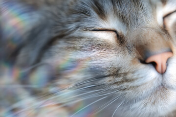 Close-up of a content cat with soft focus and rainbow light effects
